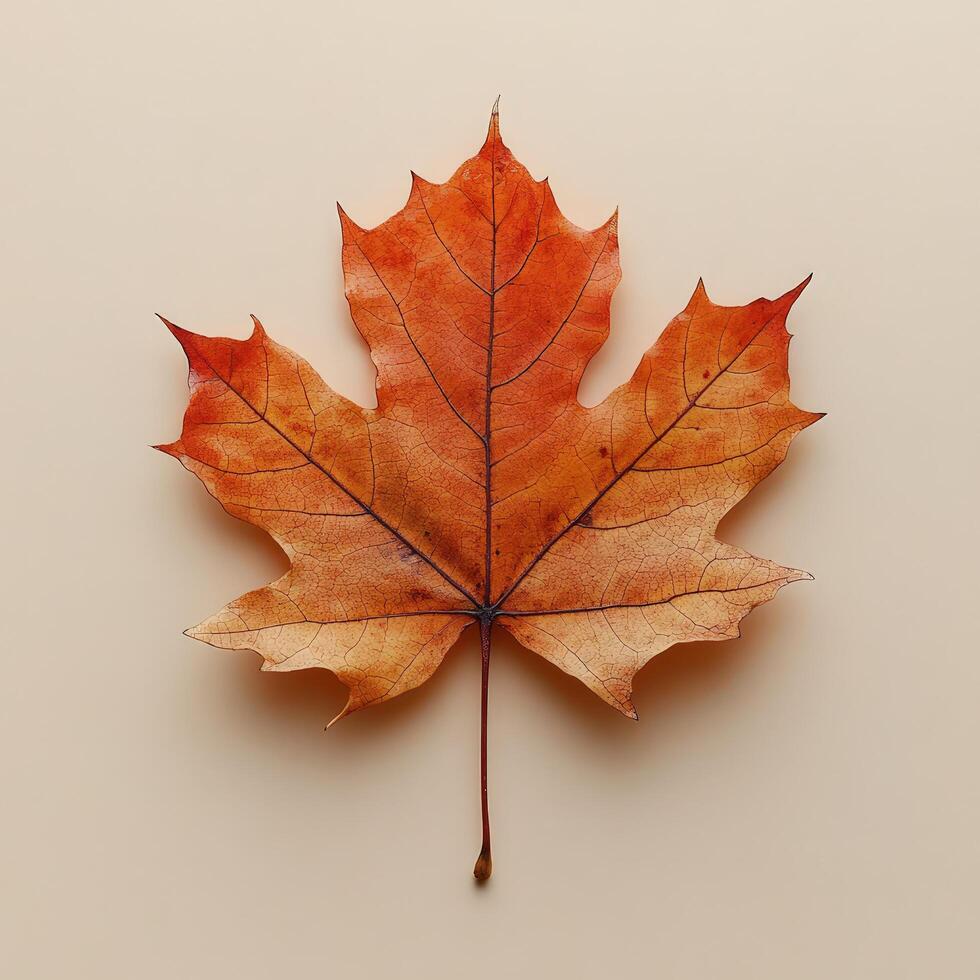 Autumn maple leaf resting on beige background in high resolution photo