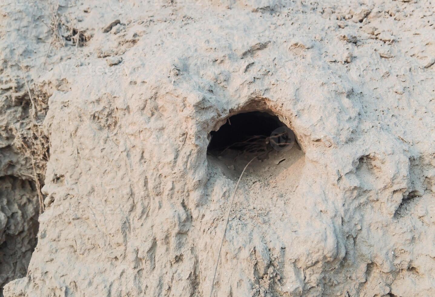 Animal Burrow in the Earth the image captures the intricate details of the burrow entrance, showcasing the natural habitat and living space of the animal photo