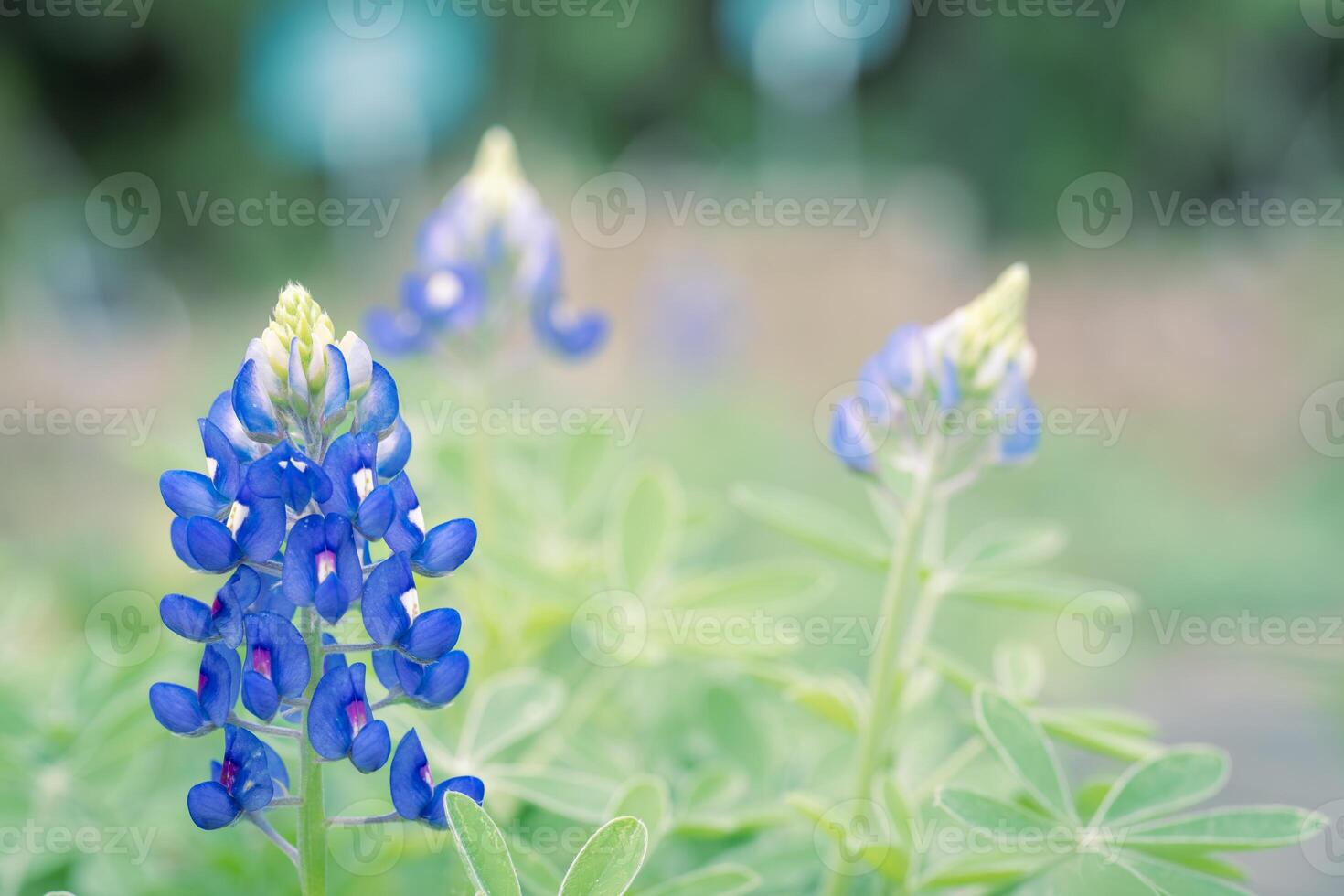 Bluebonnet flowers in a spring garden. photo