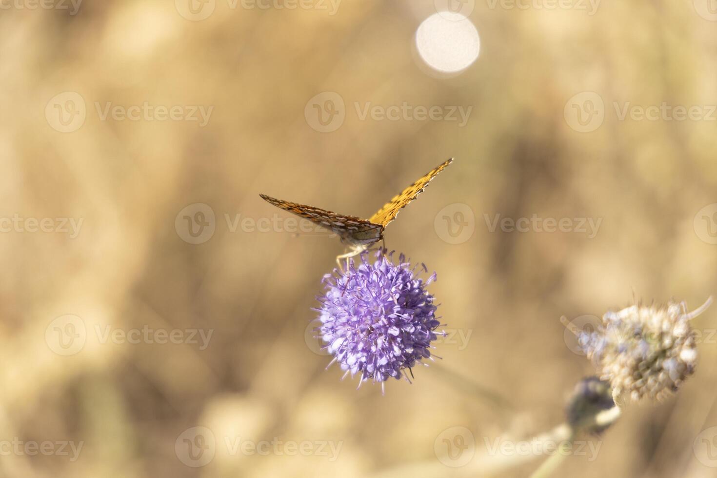 National butterfly day. A close-up of a butterfly perched on a wildflower photo