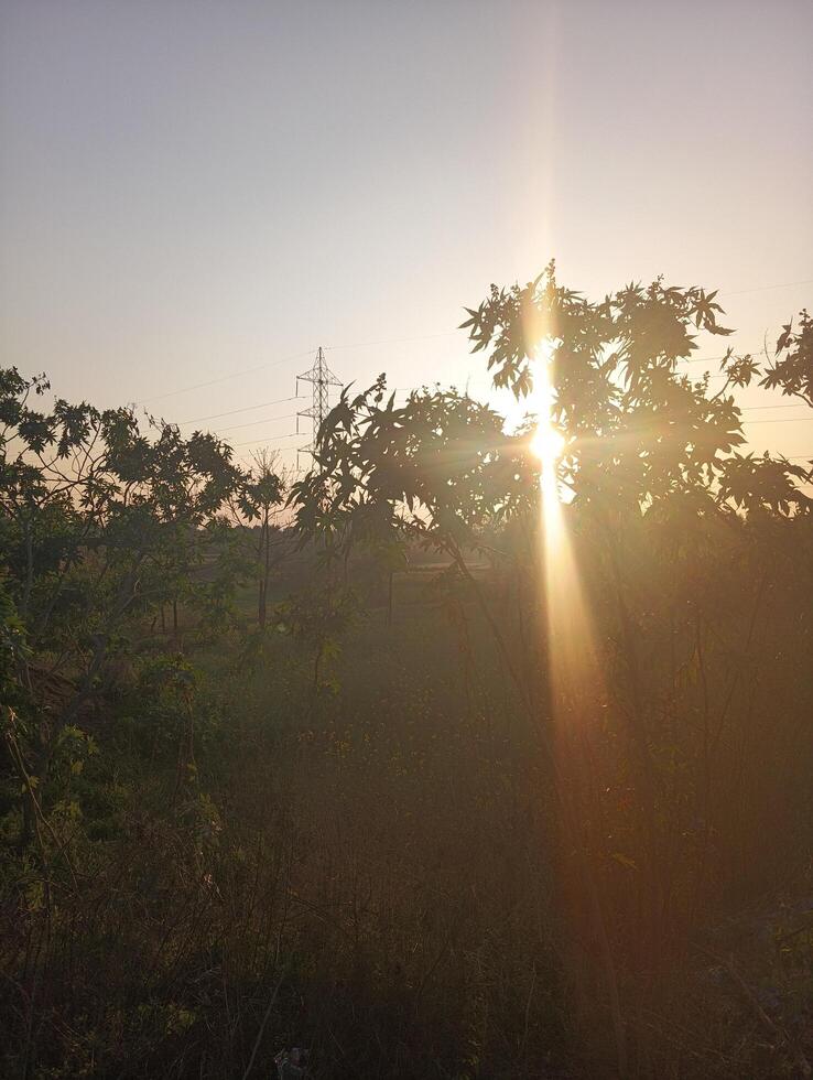 A sunset over a field with a tree in the foreground photo