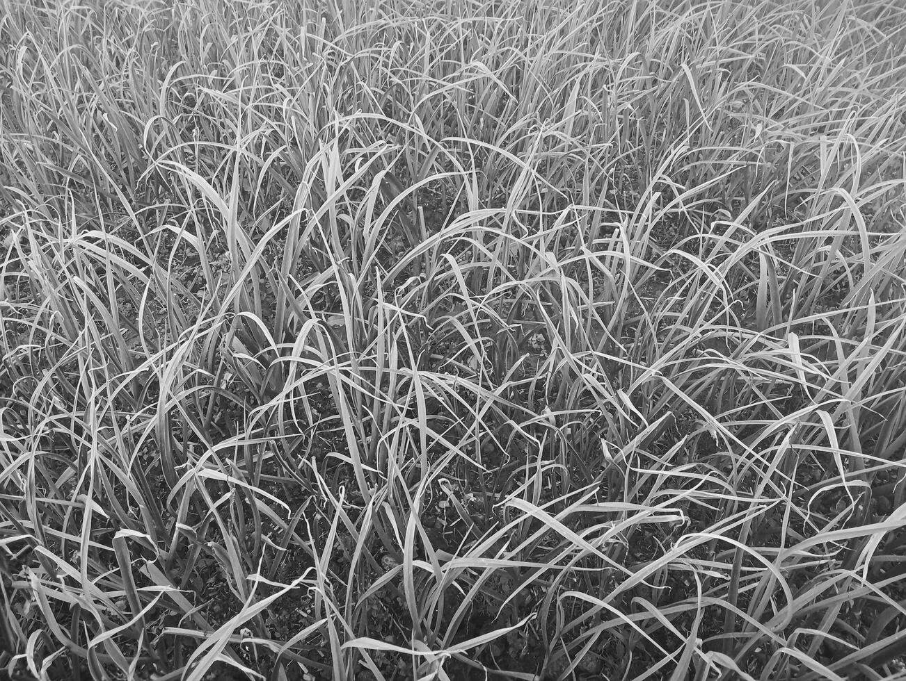 Black and white photograph of tall grass in the field photo