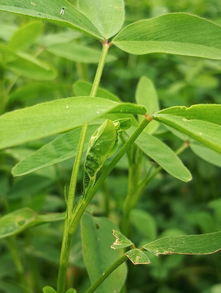 A green plant with a small insect on it photo