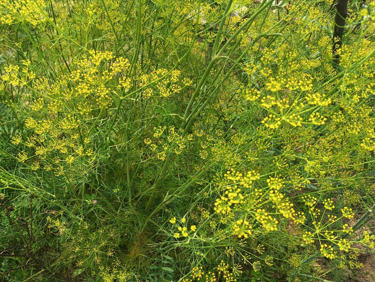 A plant with yellow flowers in the middle of a field photo