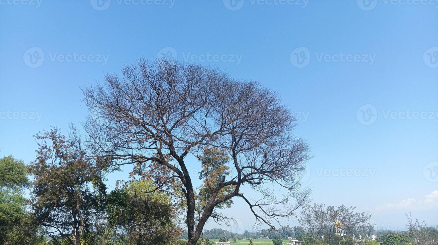 A tree with no leaves photo
