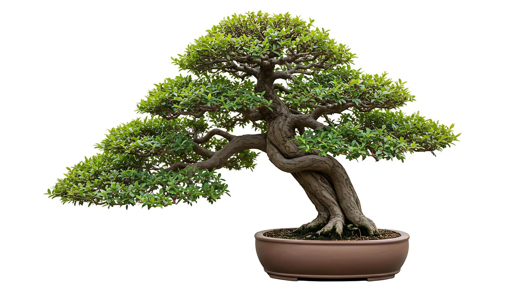 Bonsai Tree Isolated Displaying Artistic Shape and Green Leaves Growth photo