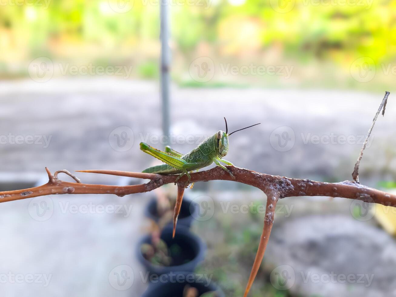 Green Grasshopper Perched on a Thorny Branch photo