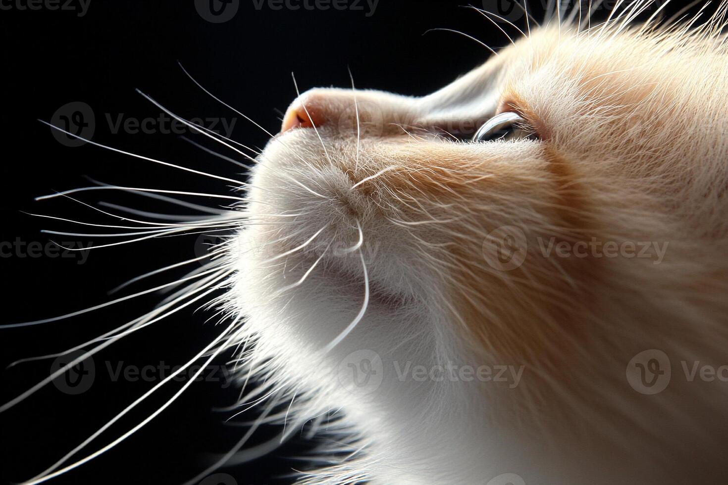 A close up of a cat looking up photo