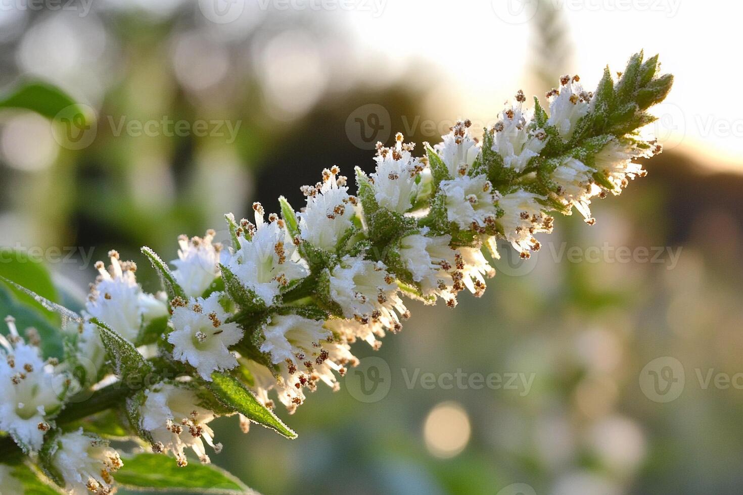 A close up of a plant with white flowers photo