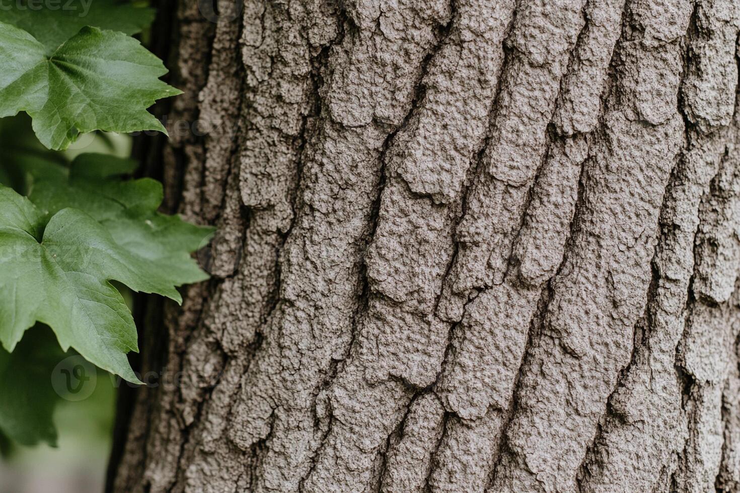 A close up of a tree with leaves on it photo