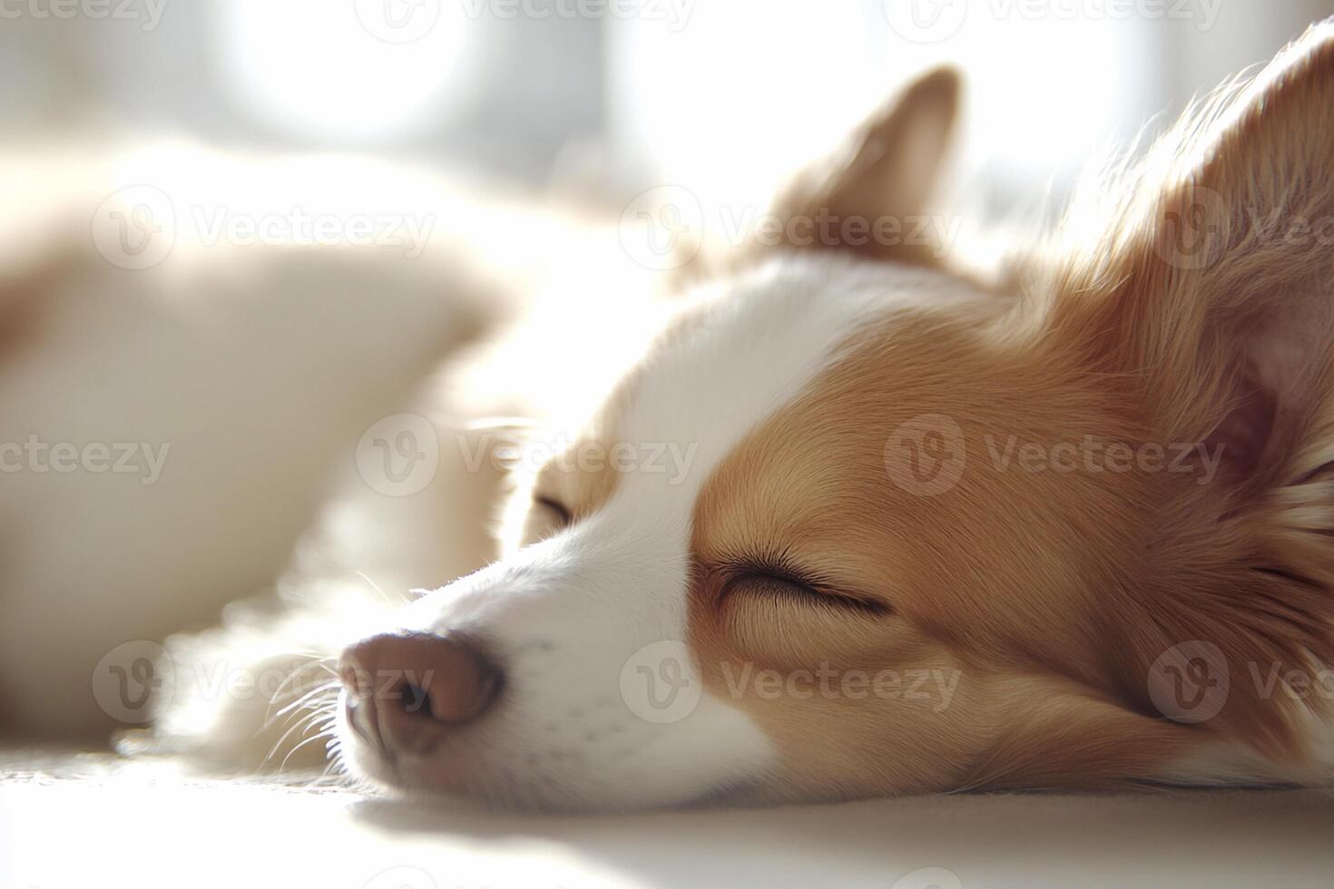A dog sleeping on a bed photo