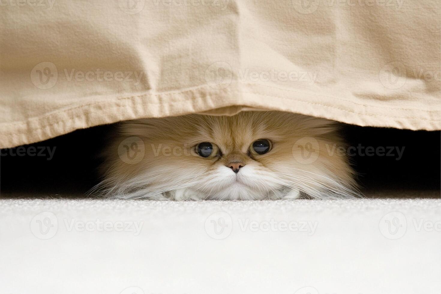 A cat hiding under a blanket photo