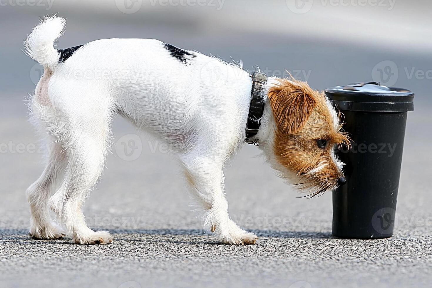 A small dog sniffing a cup on the ground photo