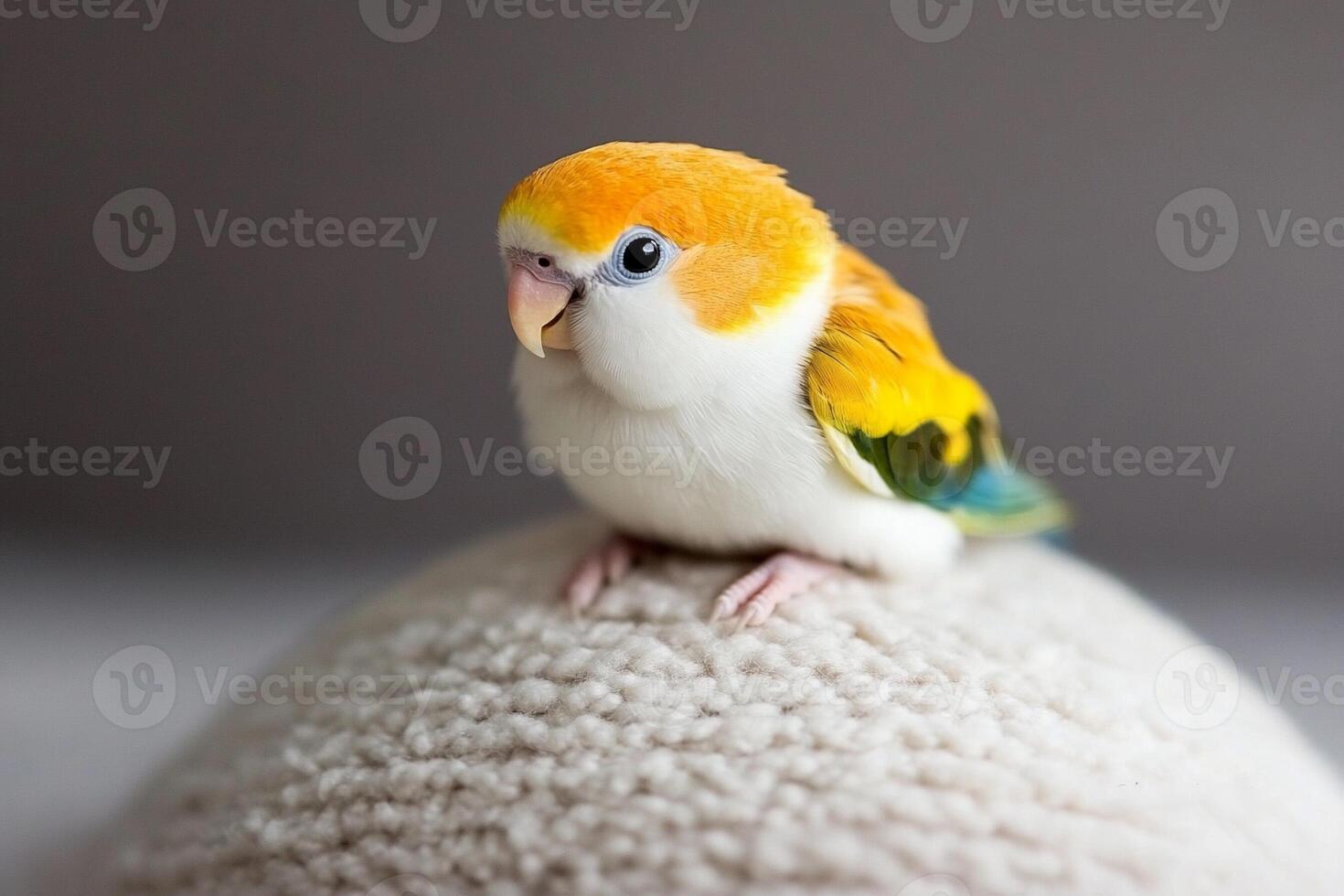 A small yellow and orange bird sitting on top of a white pillow photo