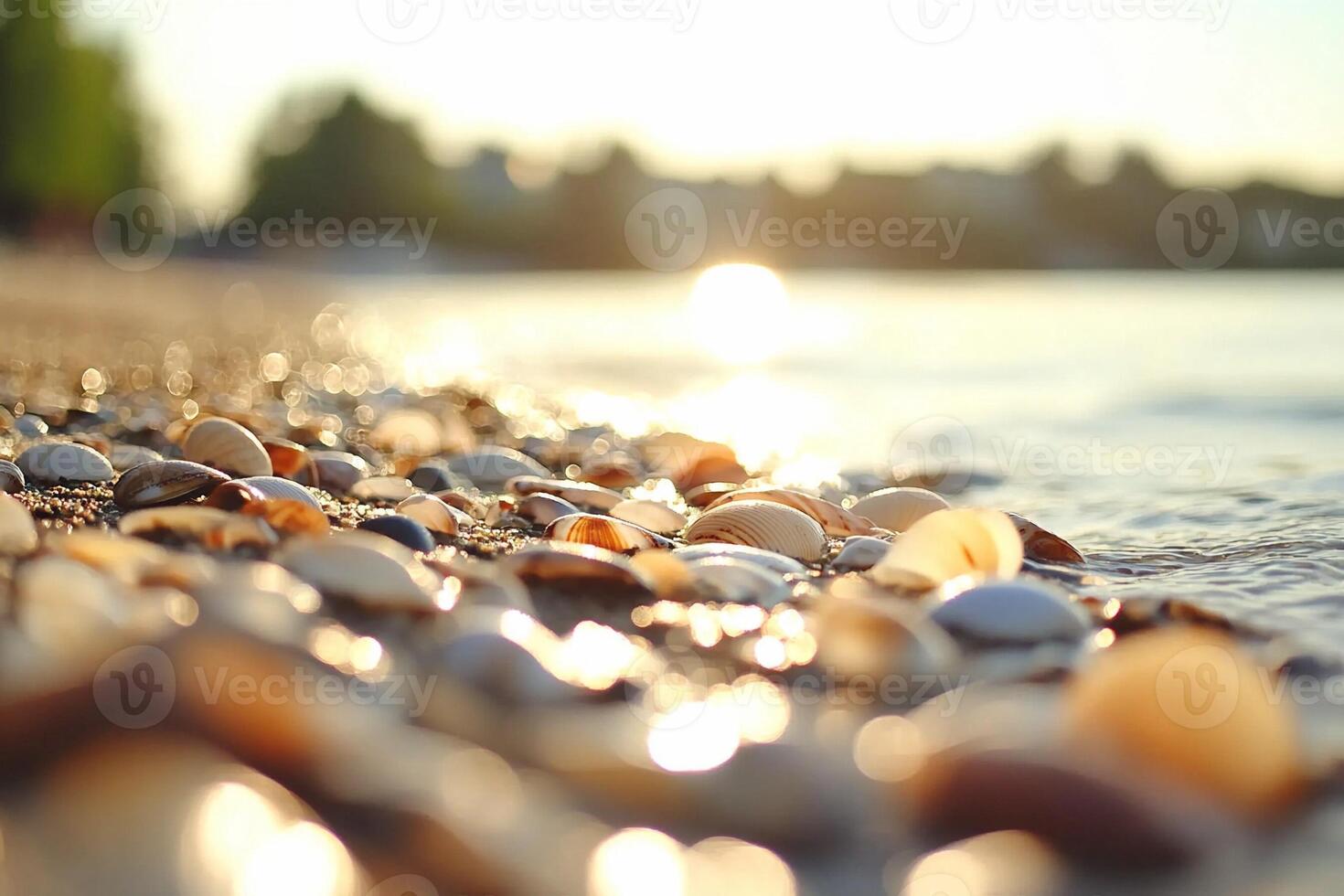 Shells on the beach at sunset photo