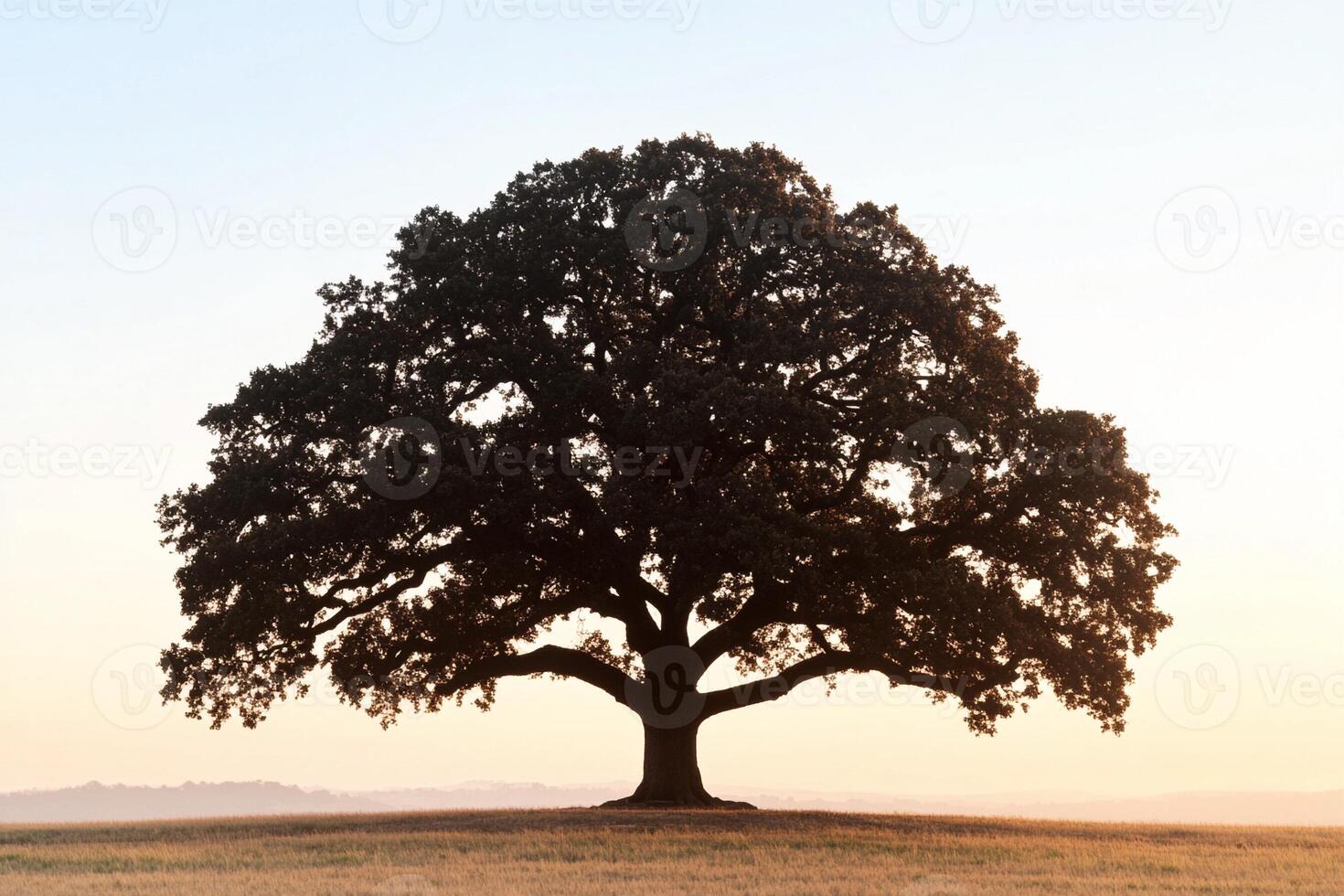 A large oak tree in the middle of a field photo