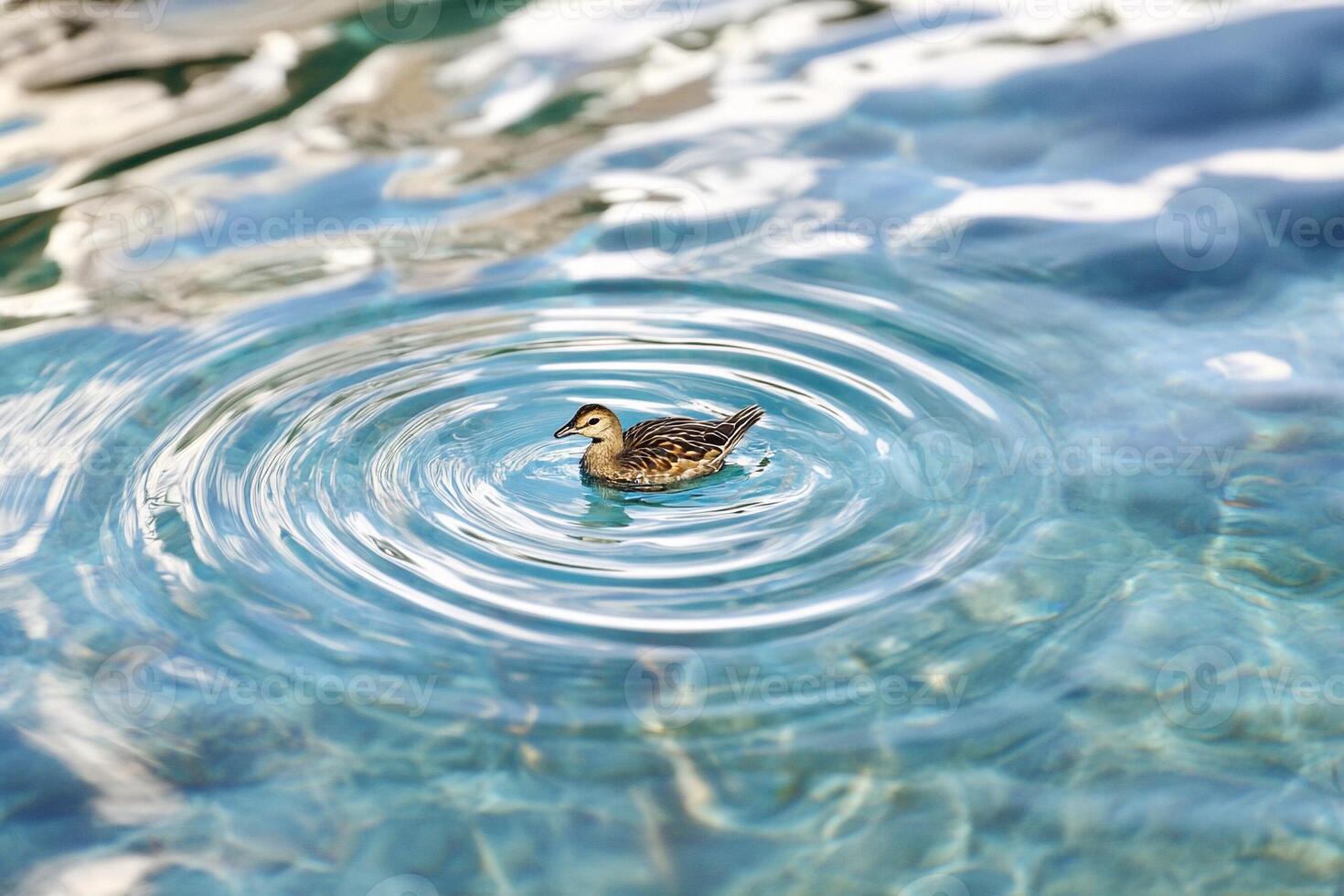 A small duck swimming in a pool of water photo