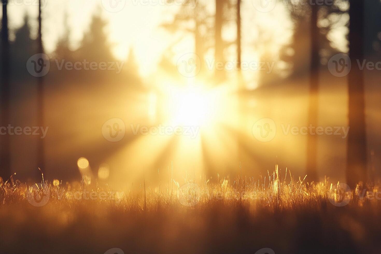 The sun is shining through the trees in a forest photo