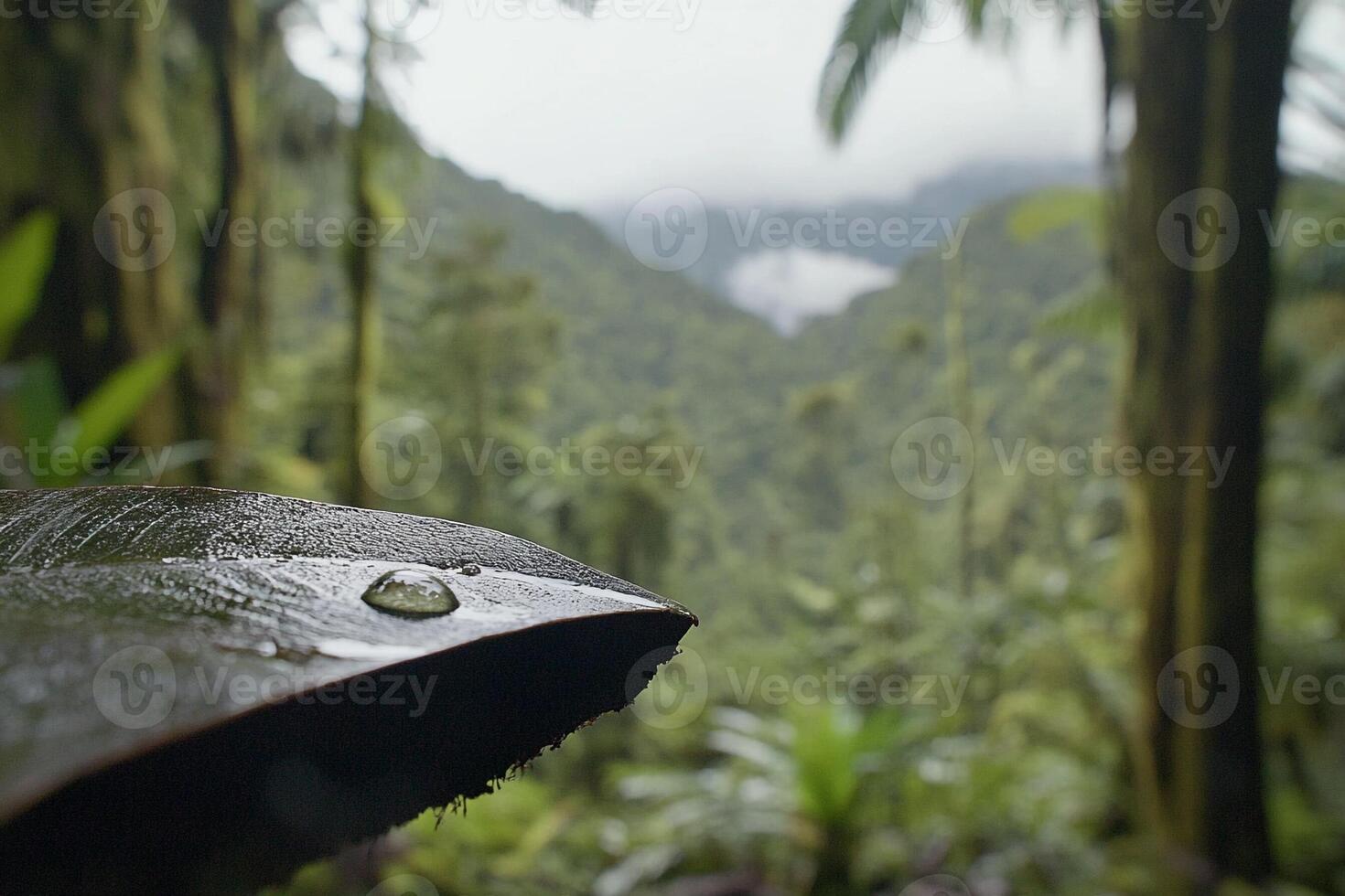 A leaf with a drop of water on it in the rainforest photo