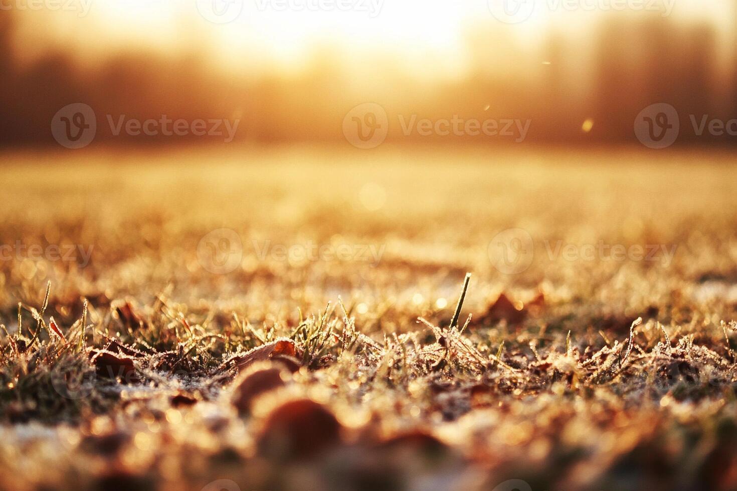 Frosty grass and trees in the sun photo