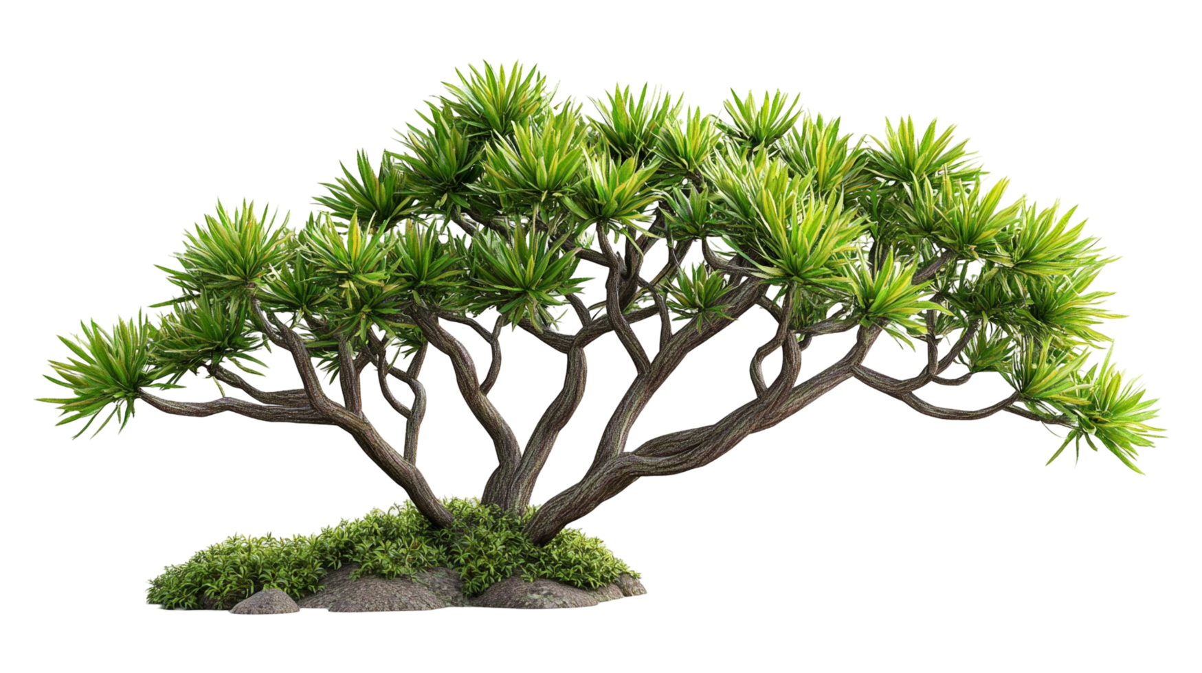 Elegant Yucca Tree with Lush Green Foliage png
