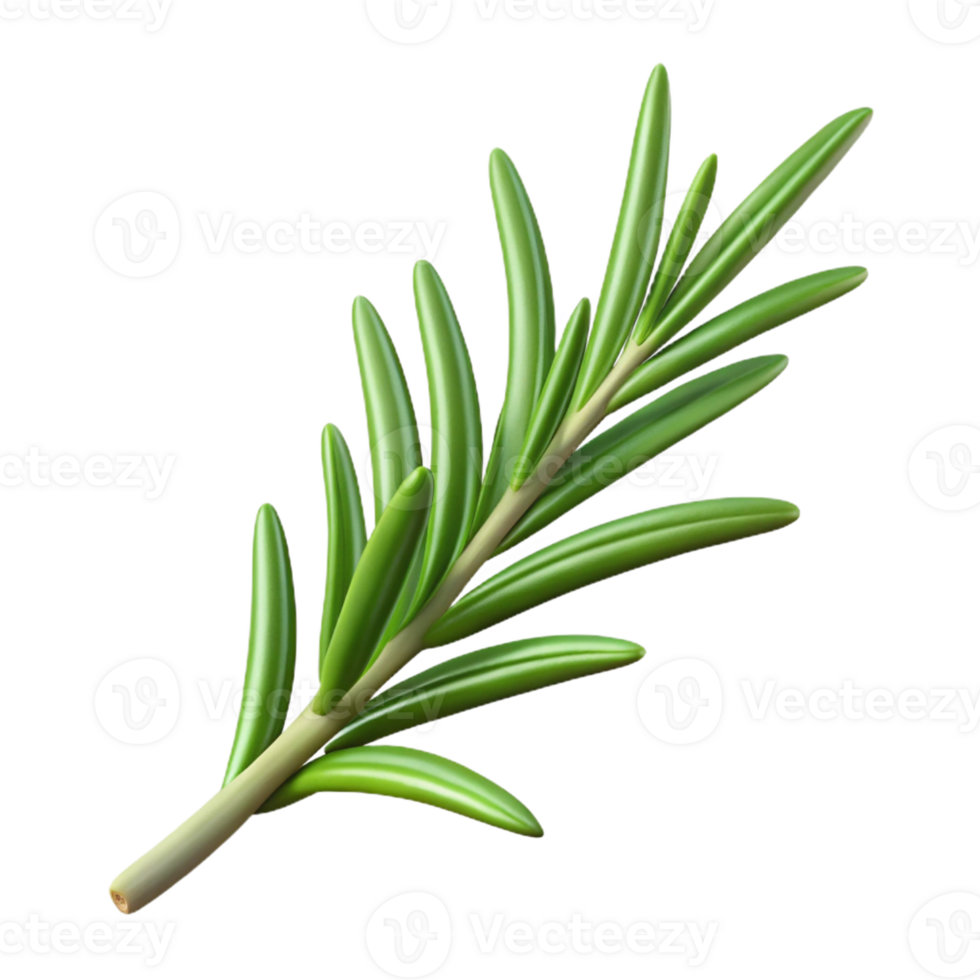elegant contemporary Single rosemary sprig original png