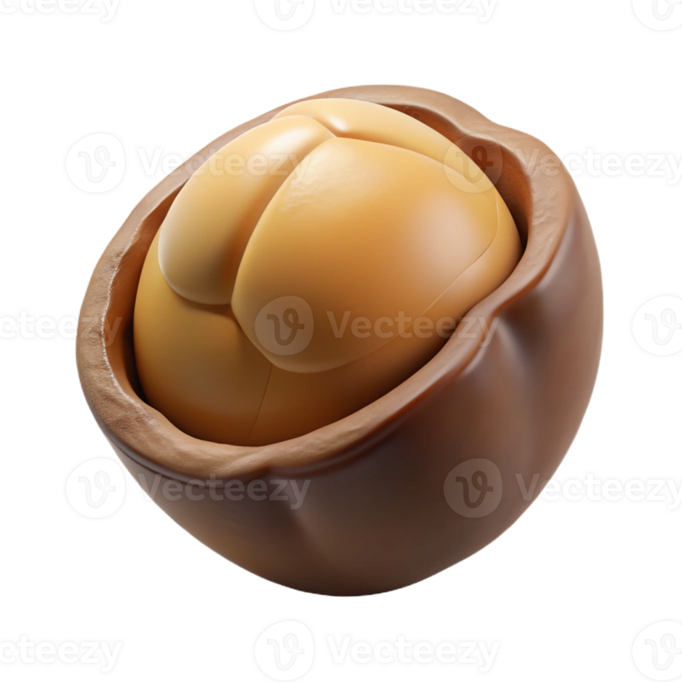 wonderful classic Macadamia nut in shell detailed png