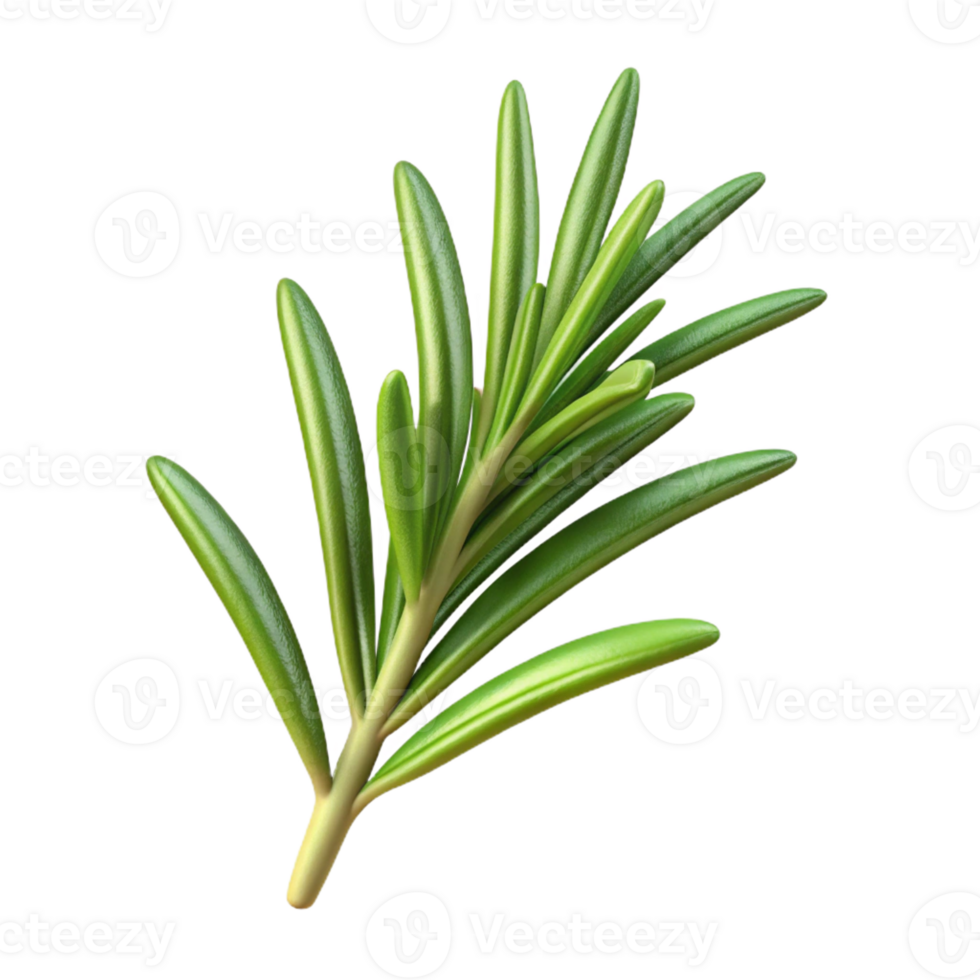 magnificent minimalist Single rosemary sprig high quality png