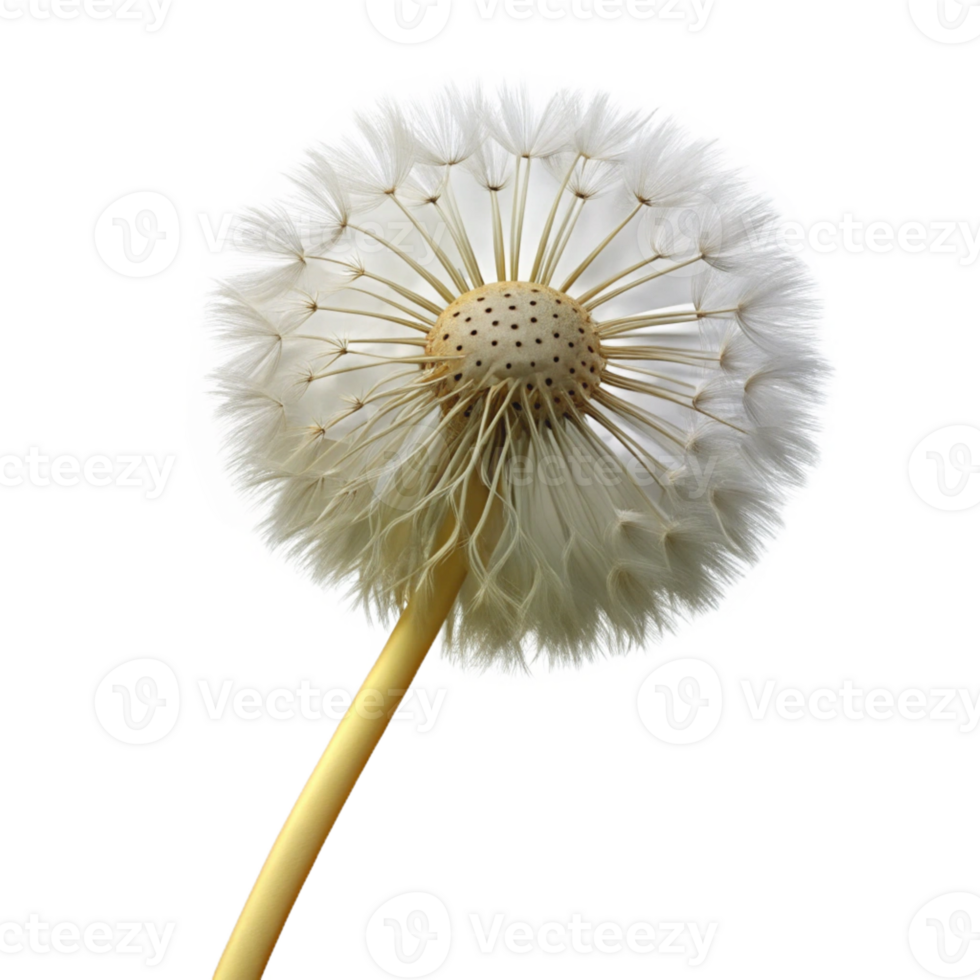 stunning traditional Single dandelion seedhead premium png