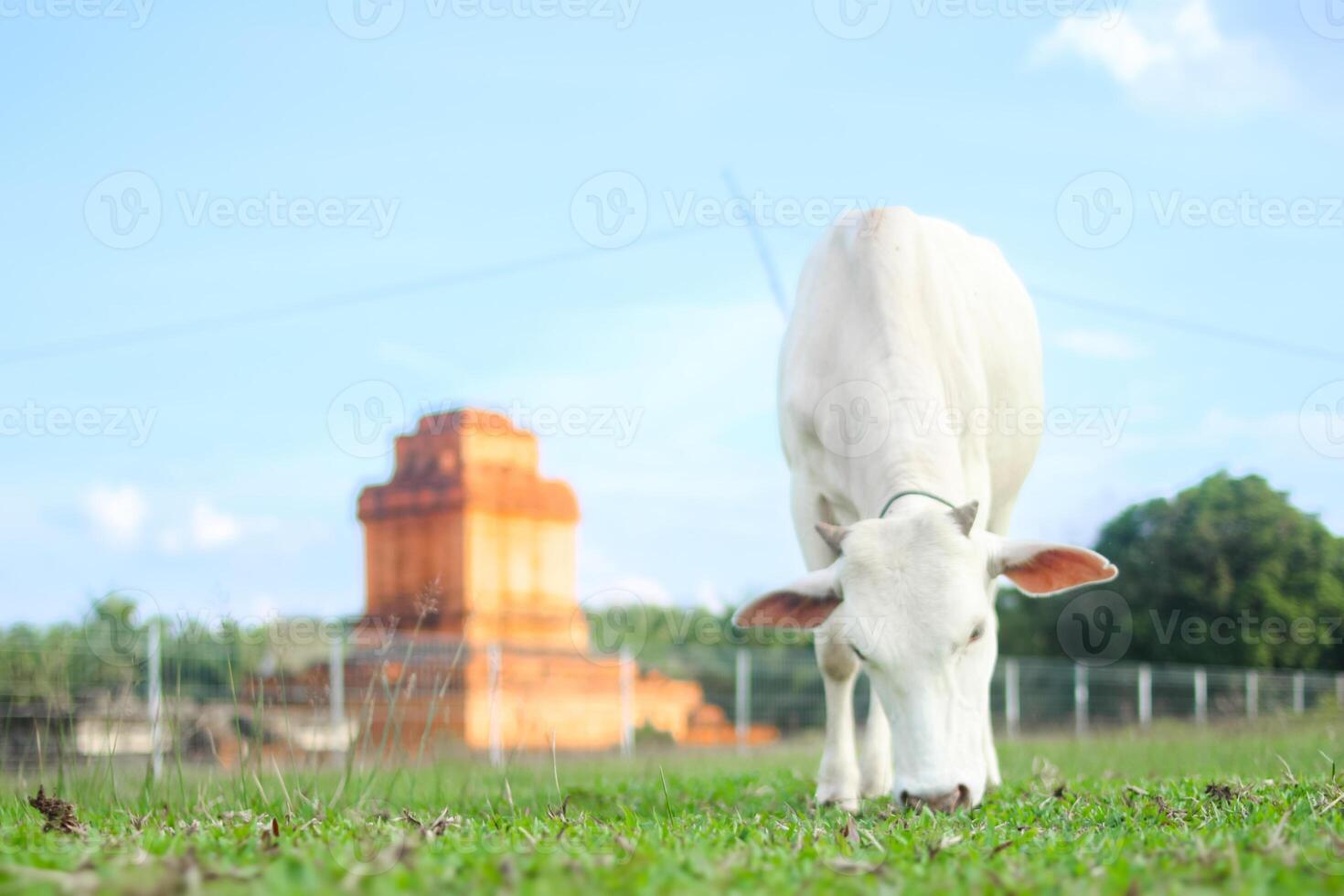 A white cow stands in a grassy field with an ancient orange brick structure in the background photo