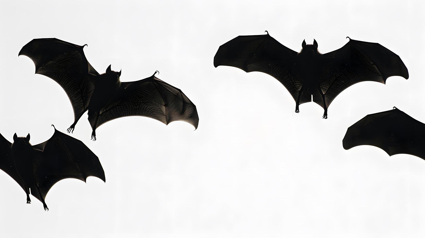 flying bats silhouette isolated on white background photo