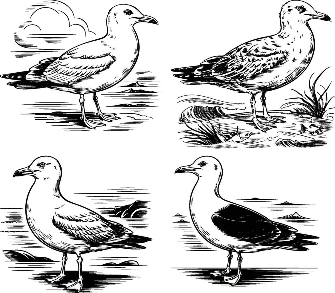 Albatross line arts with white background . California bird silhouette vector