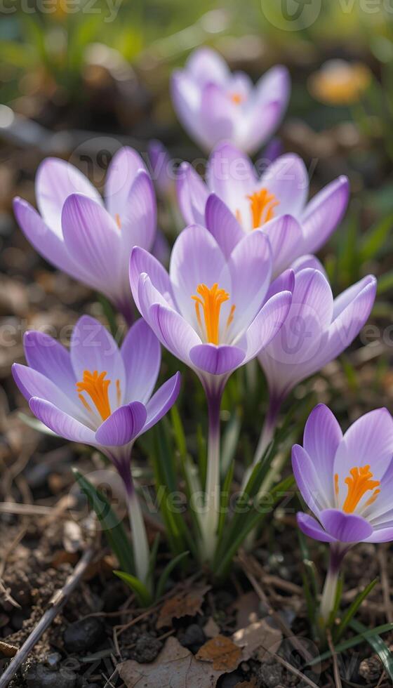 crocuses blooming in spring. Purple, white, flowers with bright orange stamens create a harmonious composition against a background of earth and greenery. photo