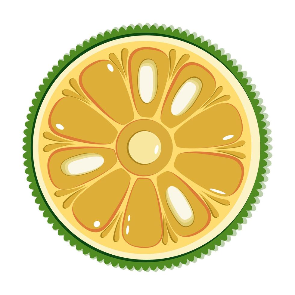 Jackfruit slice botanical illustration in flat technique vector
