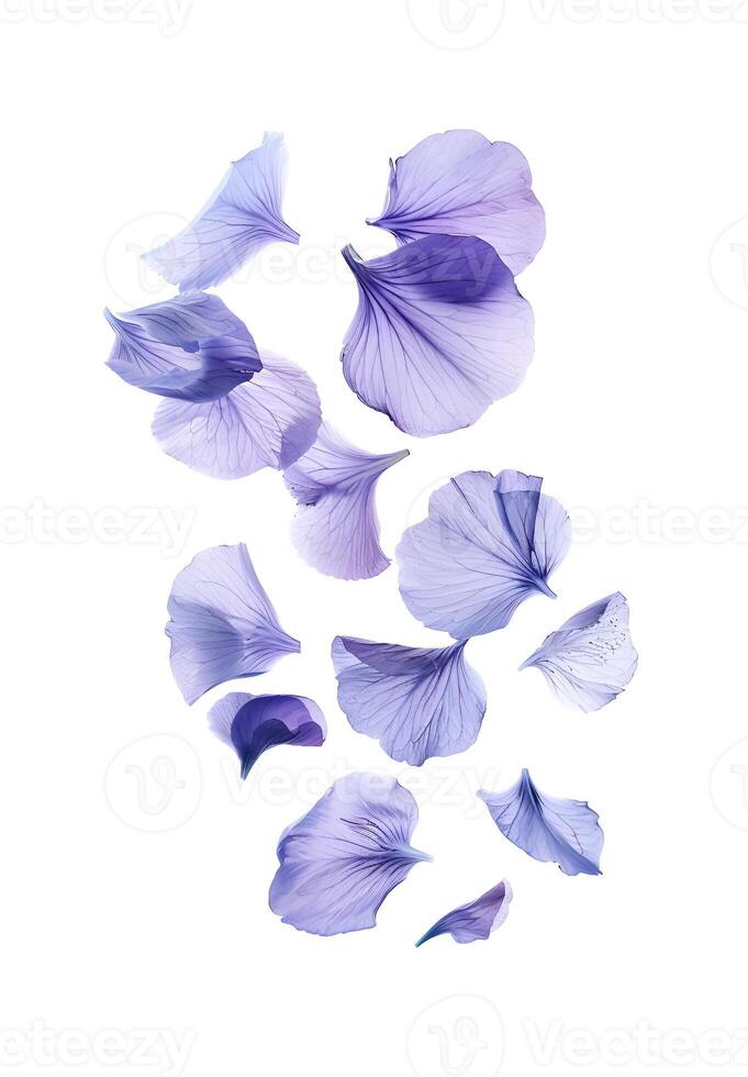 Fly petal wild photo