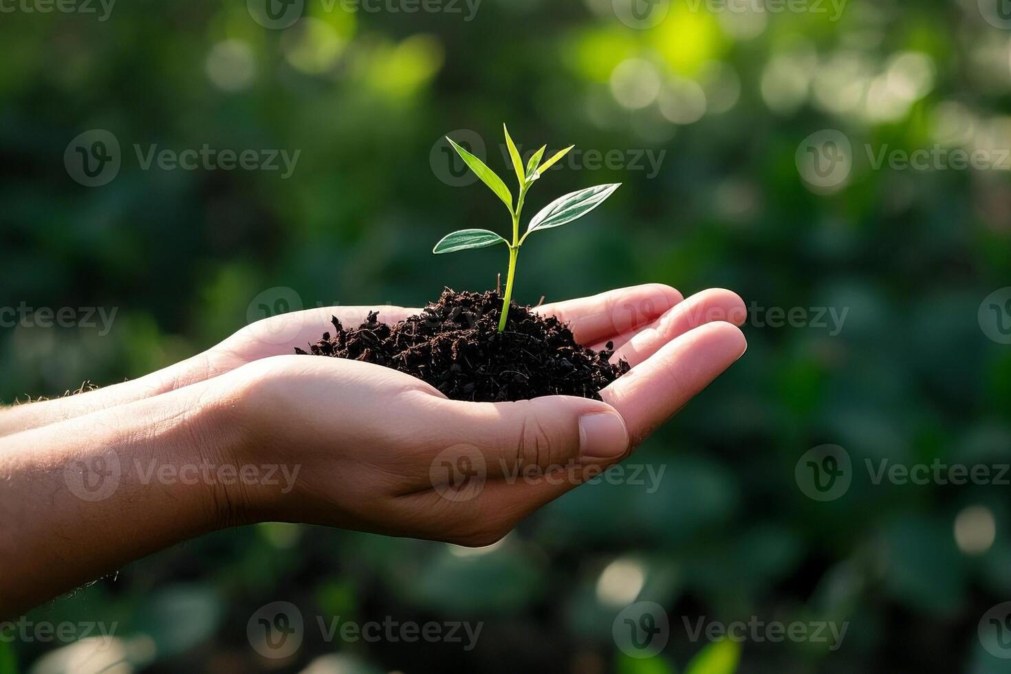 Delicate Sprout Held In A Hand Symbolizing Fresh Beginnings photo