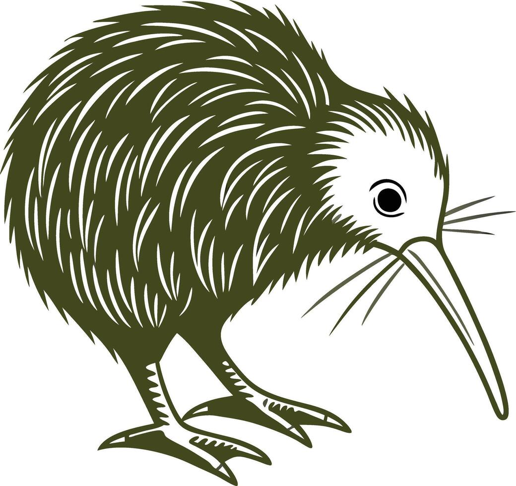 Kiwi Bird Illustration vector