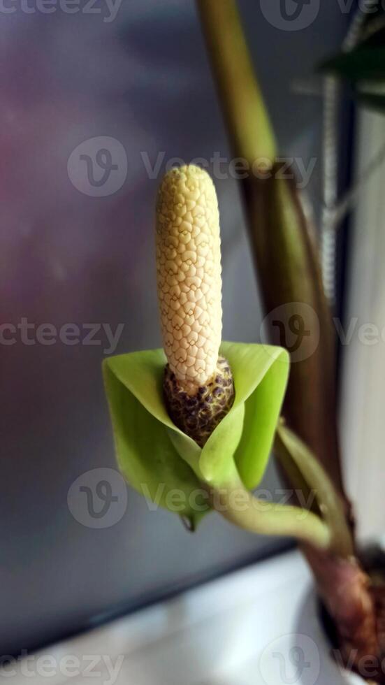 Solitary flower of ZZ Plant. Inflorescence. The Zamioculcas plant, glossy green leaves, is in bloom, unique flowers that emerge from its sturdy stalks, resilient houseplant. photo