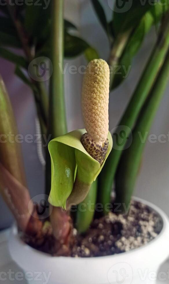 The ZZ plant's single bloom features striking inflorescence, rising from strong stems. With its shiny green foliage, this tough houseplant showcases distinctive flowers. photo