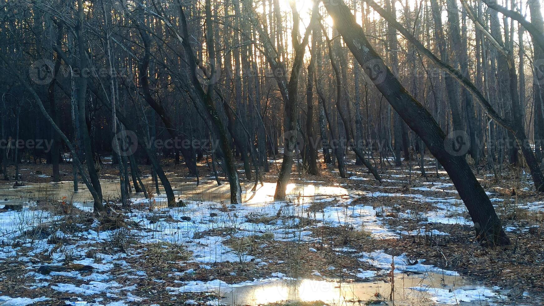 A tranquil forest scene bathed in soft sunlight filters through the trees, creating a stunning interplay of light and shadow. The atmosphere evokes the freshness of early spring or the of late autumn. photo