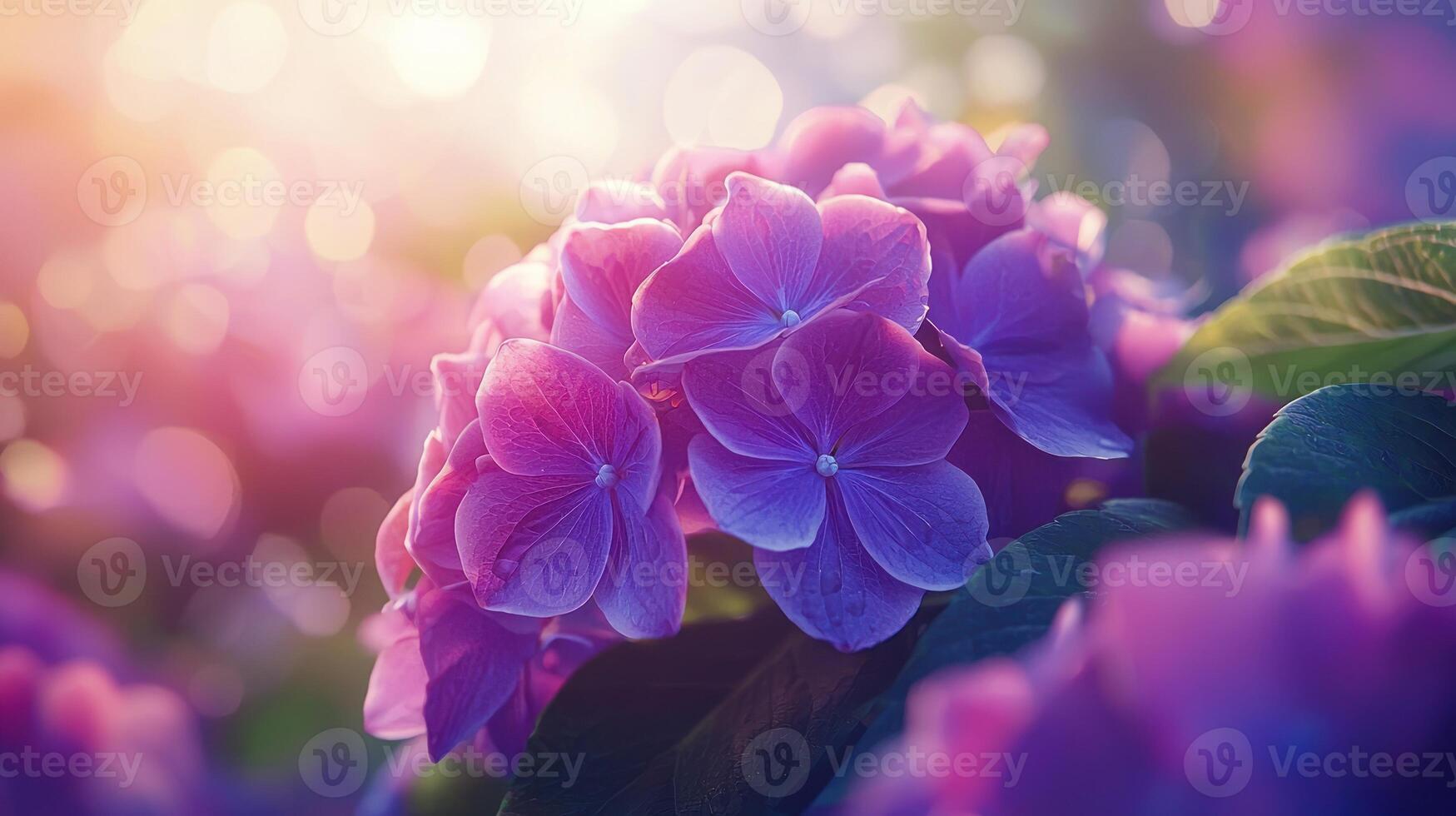 Vibrant hydrangea blossoms in sunlight, garden setting photo