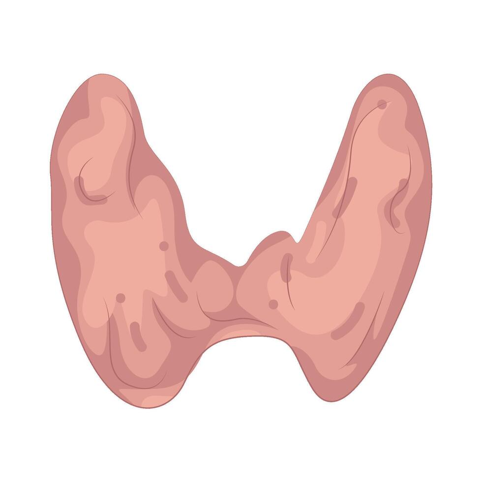 Illustration of Thyroid vector
