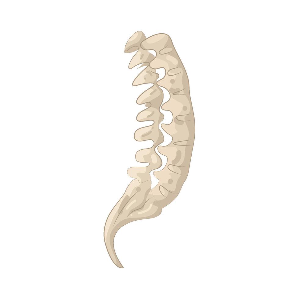 Illustration of Tailbone vector