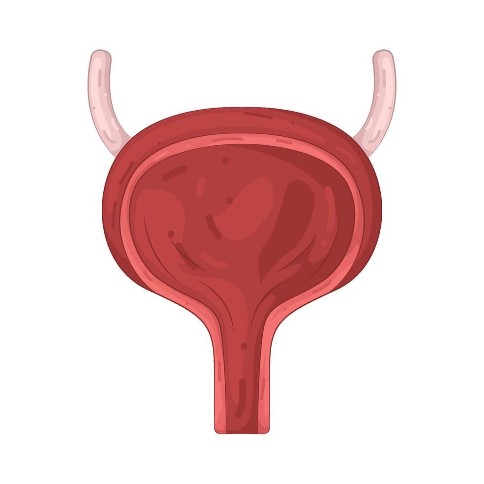 Illustration of Bladder vector