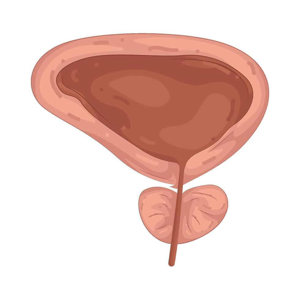 Illustration of Prostate vector