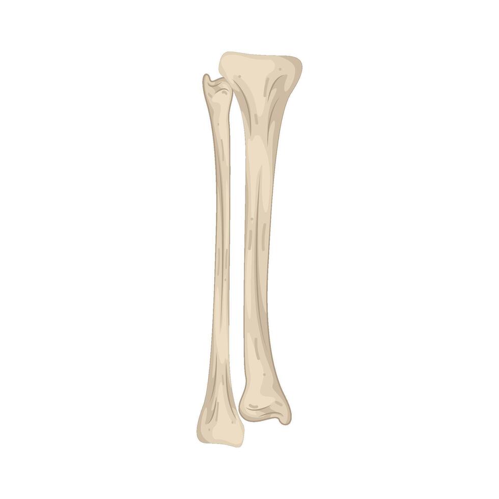 Illustration of Bones vector