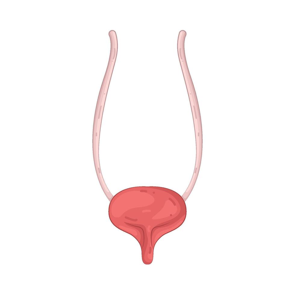 Illustration of Urinary System vector