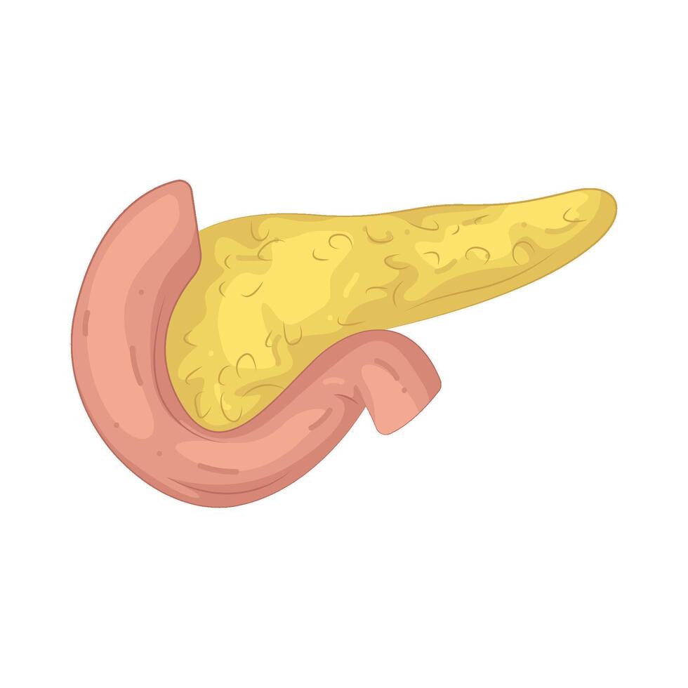 Illustration of Pancreas vector