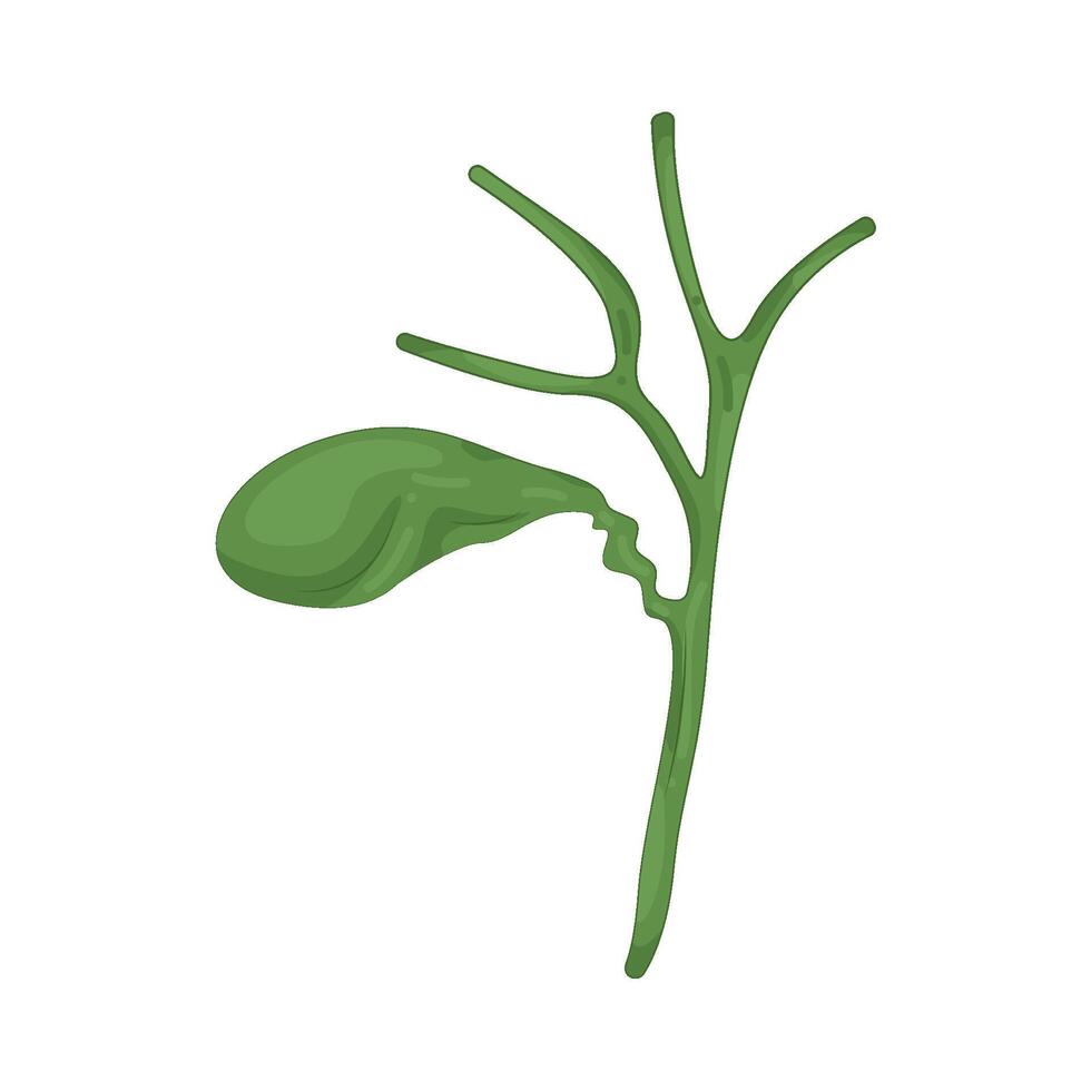 Illustration of Gallbladder vector