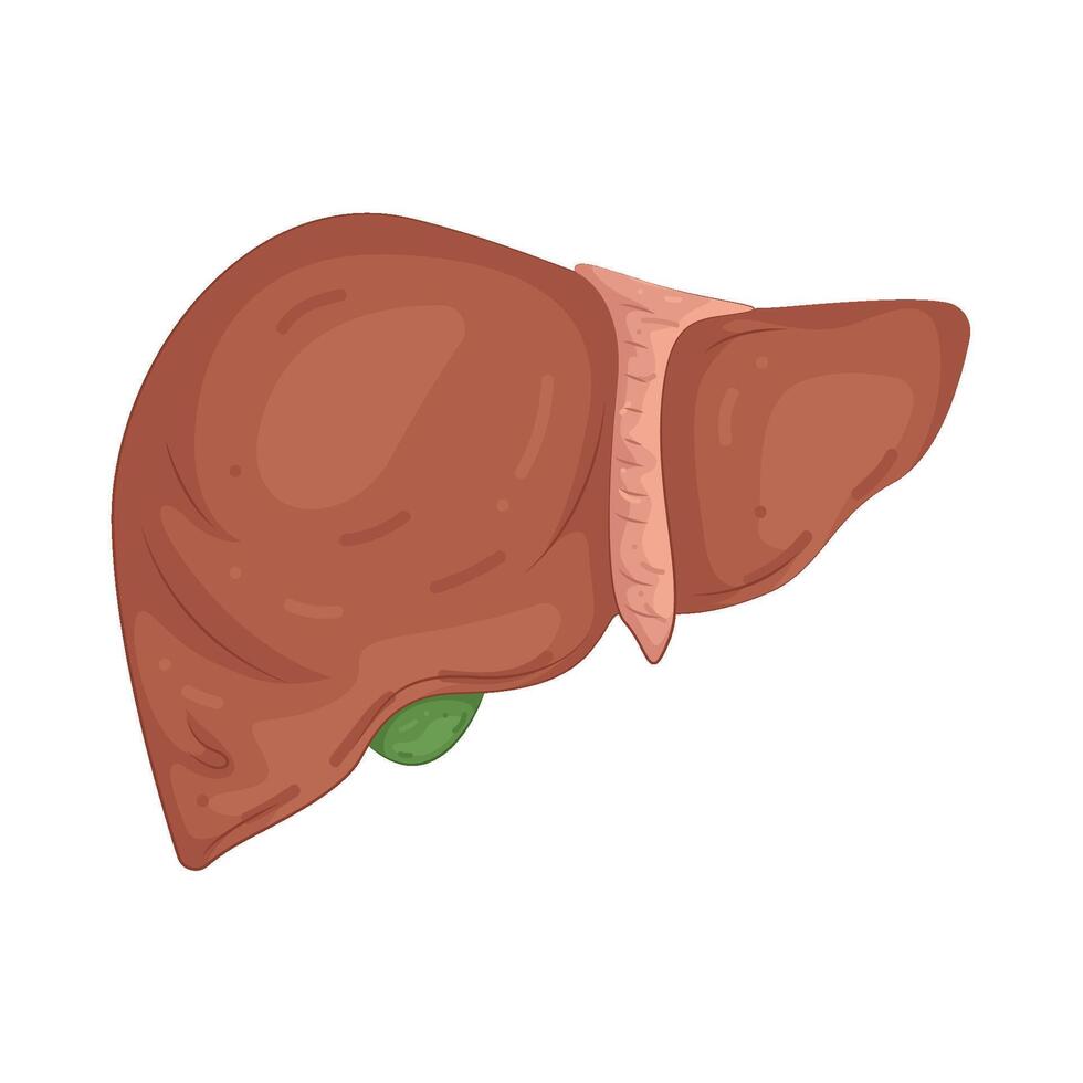 Illustration of Human Liver vector